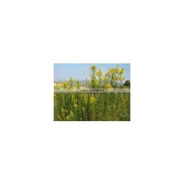 Organic Solidago Viraurea Powder