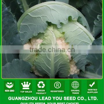 CF11 XJ no.1 60 days early maturity heat resistant f1 hybrid cauliflower seeds