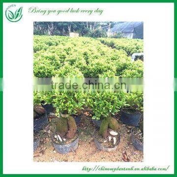 Green Plants Ficus Ginseng Bonsai photo-3