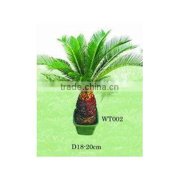 Cycas Bulbs Farms