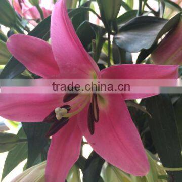 Newest cutted Sweet smell fresh lily flower different kinds of lily flowers for sale