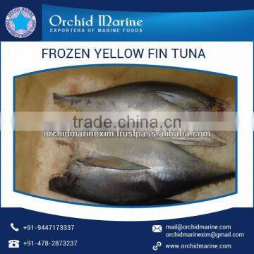 Highly Nutritious Whole Round Yellowfin Tuna for Bulk Export photo-5