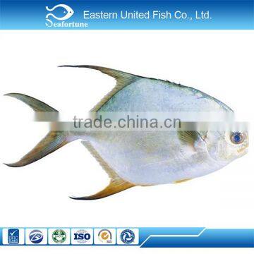 wholesale health golden pompano or golden pomfret