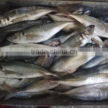 Frozen Fresh Seafood Big Eye Horse Mackerel photo-2