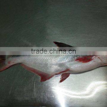 Frozen Pangasius/ frozen basa fish/ frozen pangasius fillet