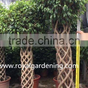 Ficus Cage Ficus Benjamina High 110-200cm photo-4