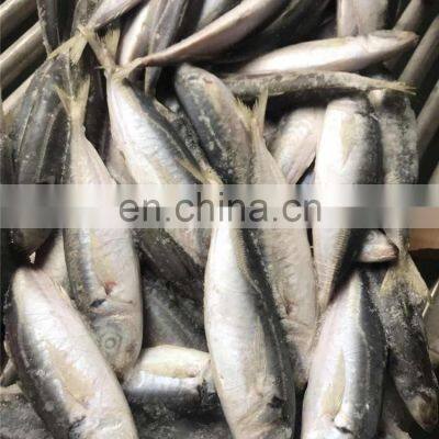 Frozen Galunggong Round Scad