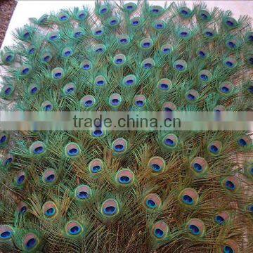 Wholesale indian peacock feather wedding dresses trim