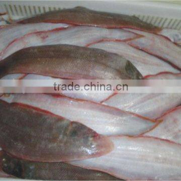 FROZEN TONGUE SOLE WHOLE ROUND HOOK CAUGHT FISH