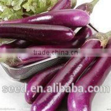 super long purple F1 eggplant seeds SXE No.4