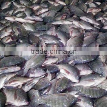 Wholesale Frozen Tilapia Bream 100-200G to Africa