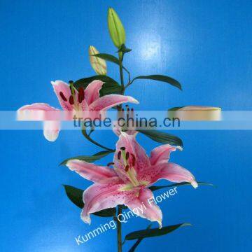 Fresh cut flowers Oriental lily pink color lily