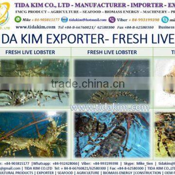 FROZEN LOBSTER SHRIMP TIDA KIM WHOLE BABY OCTOPUS SURIMI ITOYORI MIXED KINTOKIDAI VIETNAM MANUFACTURER