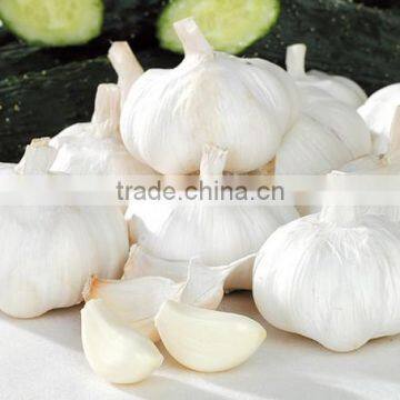 2016FRESH GARLIC photo-4
