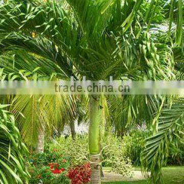 Veitchia Merrillii Christmas Palm