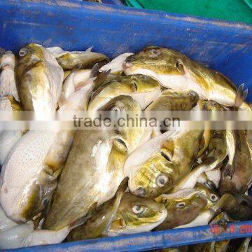 Puffer Fish (Globe Fish)