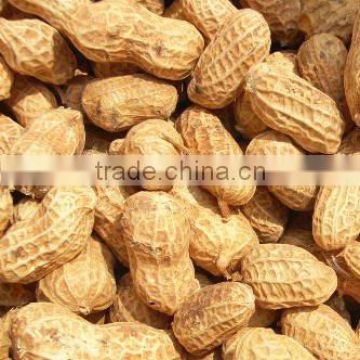 roasted salted peanut in shell