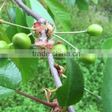 Import China Products Fresh Cherry High Quality Bagged photo-4