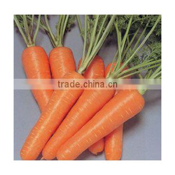 Good quality and beautiful carrot exporting overseas