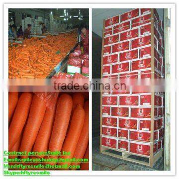 (new crop)2012Xiamen china fresh carrot