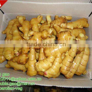 chinese fresh fat ginger