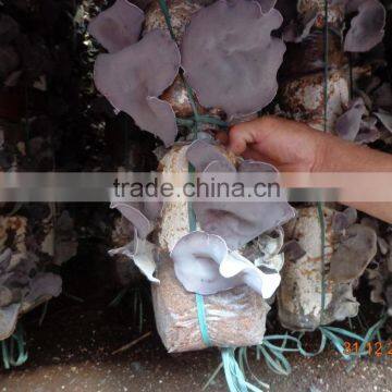 Dried Black Fungus; Champignon Noir; Mu-Err Pilze, Wood Ear Mushroom photo-4