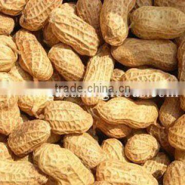 roasted groundnuts in shell