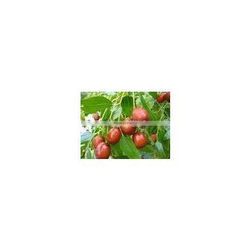 jujuba extract