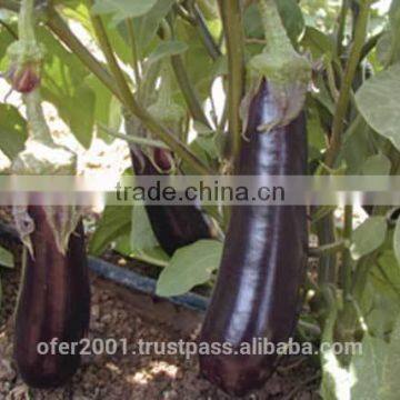 Eggplant Seeds - High Yield High Quality High Resistant Seeds for Planting