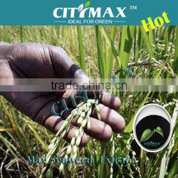 Organic Fertilizer Seaweed Extract