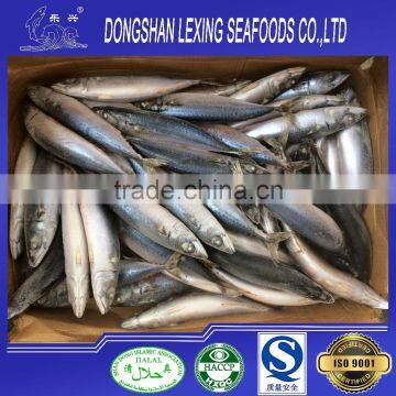 Seafood fish frozen pacific mackerel