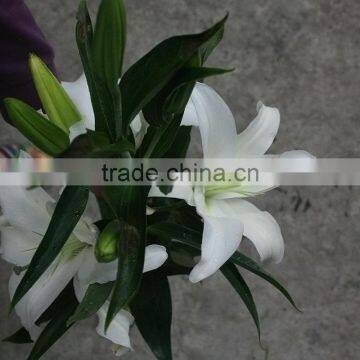 Best Selling Fresh Lilium Lily Cut Wedding White Flower Wholeasle From Yunnan,China