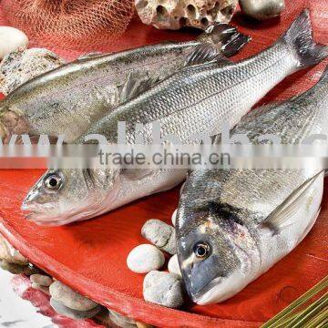 Fresh Farmed Seafood
