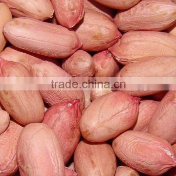 groundnut kernels