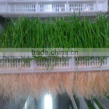 2014 Hot Sale Farm Fodder Sprouting System
