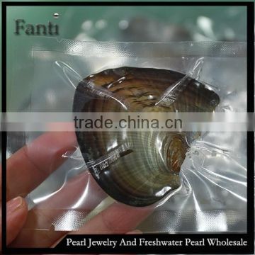 small freshwater mother pearl in package