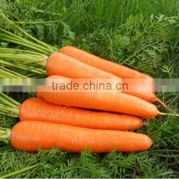 Wholesale fresh frozen/IQF carrot dices 2016 new material ,frozen chinese mix vegetables