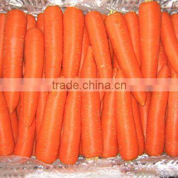 China fresh bulk carrot to the world