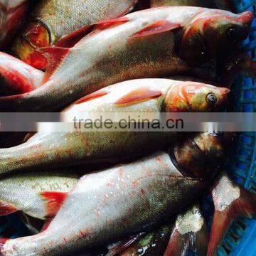 Frozen silver carp/Asian carp fresh fish all sides hot sale