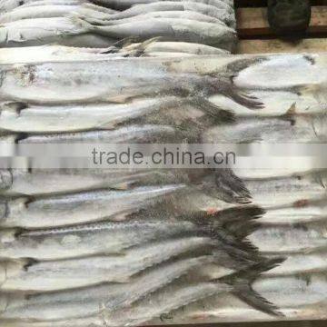 indian mackerel fish for bait frozen queen fish