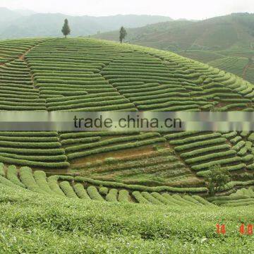 Top Quality Classical Oolong Tea Leaf Powder Extract