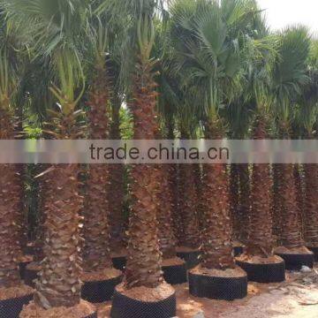 Washingtonia Filifera