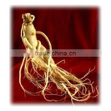 Organic Ginseng Extract Powder