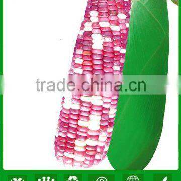 CO03 Ganxin mix color f1 hybrid field waxy corn seeds for sale