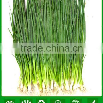 SH01 Liansheng small green onion seeds, op shallot seeds