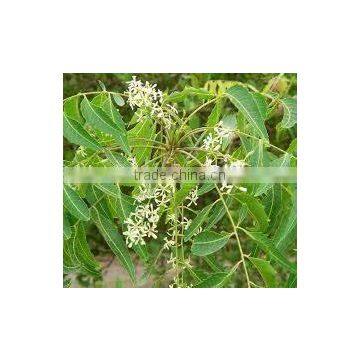 Neem Oil Extraction photo-3