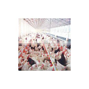 good quality and cheap price autonatic feeding system for poultry equipment