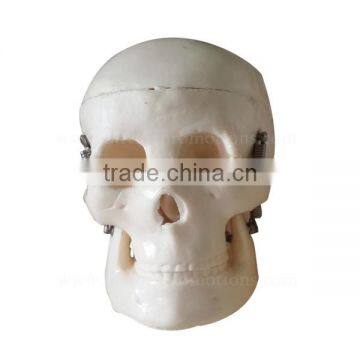 Little Size Plastic Human Body Anatomy Skeleton Model photo-3