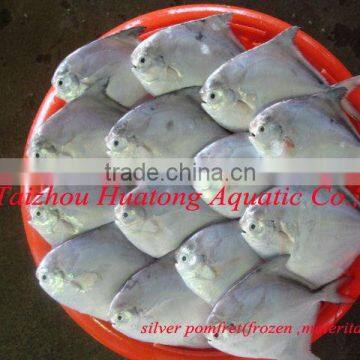 high quality delicious fresh silver pomfret fish