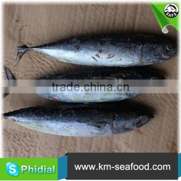 Carton or Woven Bag Packed Fat Content 16%-18% Bonito wr photo-2